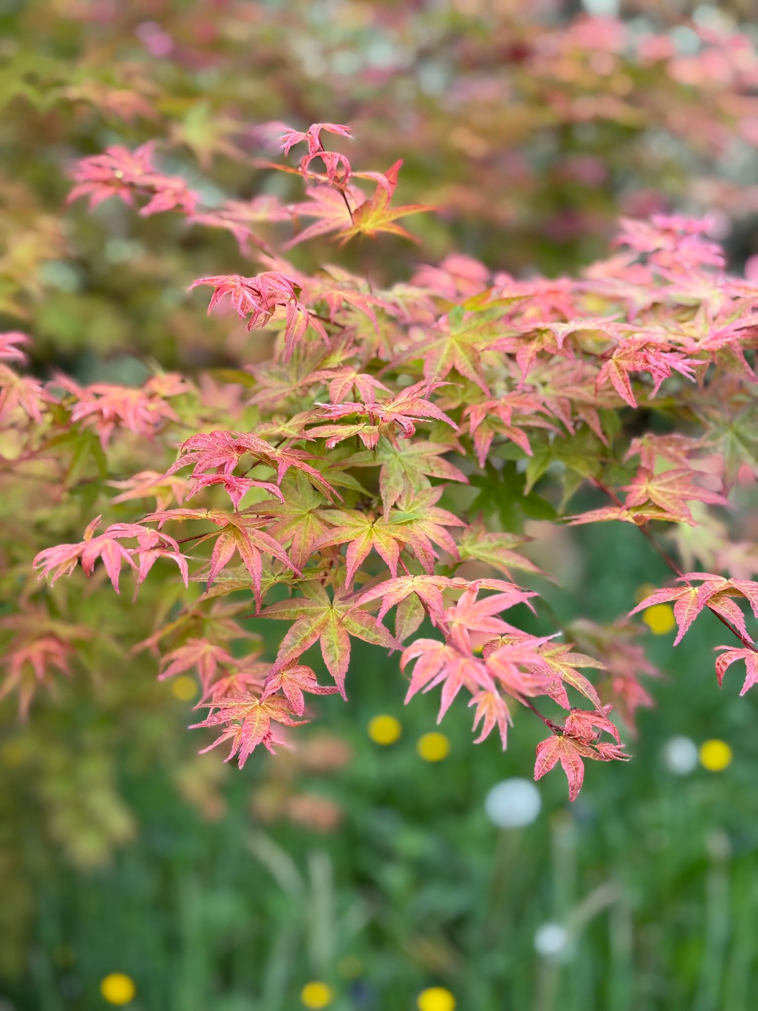 Nature et sérénité — Cabinet de psychothérapie Pays basque